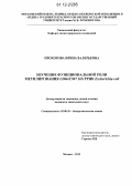 Прохорова, Ирина Валерьевна. Изучение функциональной роли метилирования G966/C967 16S PPHK Escherichia coli: дис. кандидат химических наук: 02.00.10 - Биоорганическая химия. Москва. 2012. 120 с.